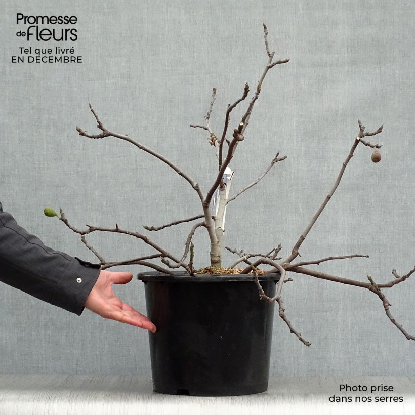 Fico Figality 'Majoam' Vaso da 7,5L/10L, A cespuglio esemplare consegnato in inverno