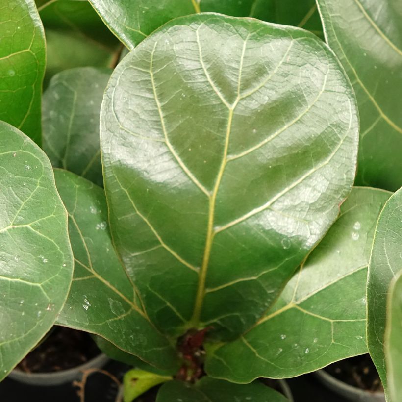 Ficus lyrata (Fogliame)