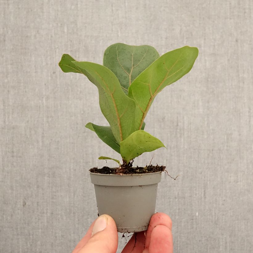 Ficus lyrata mini-pianta esemplare consegnato in primavera