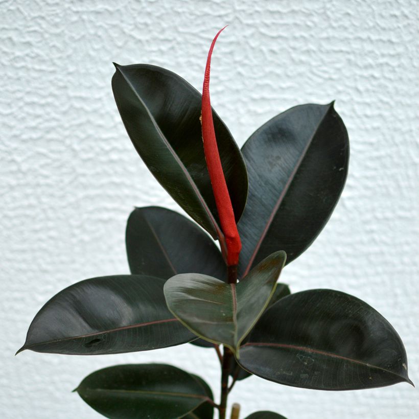 Ficus elastica Burgundy - Fico del caucciù (Fogliame)