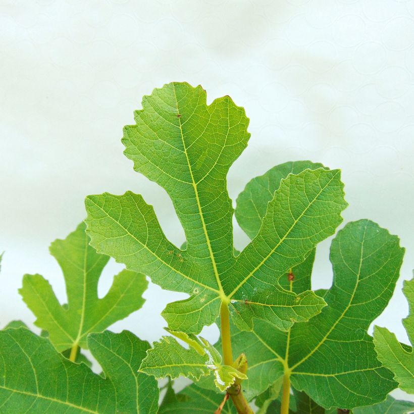 Fico Goccia d'oro (Fogliame)