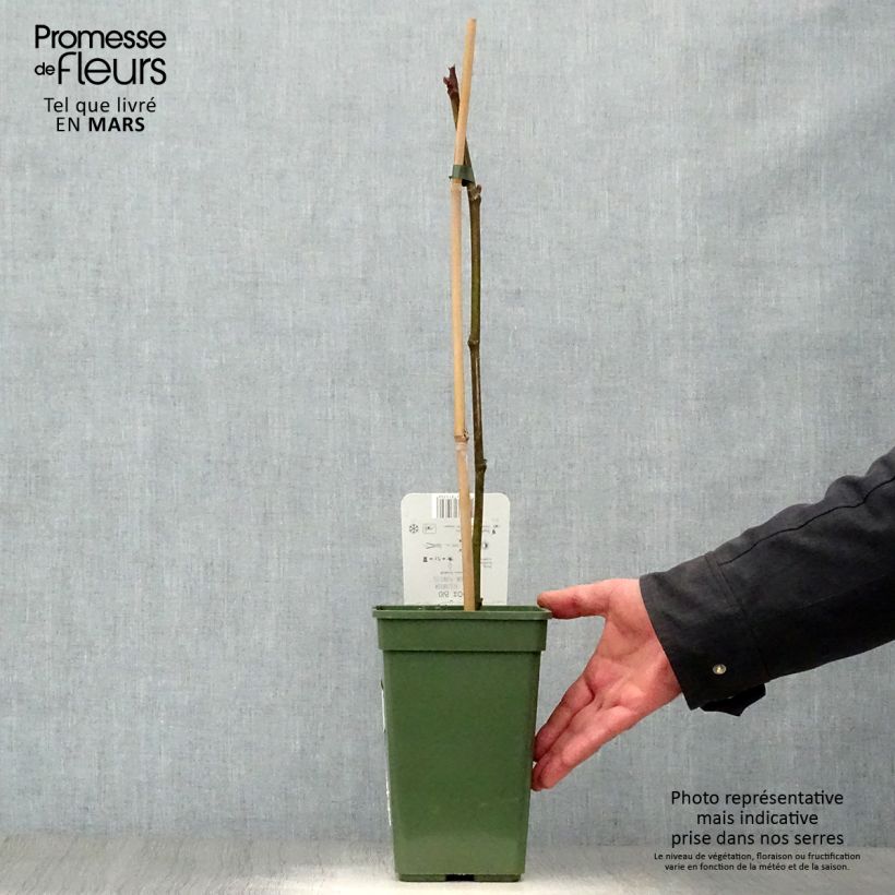 Fico Perretta Gustissimo Vaso da 2L/3L, A cespuglio esemplare consegnato in primavera