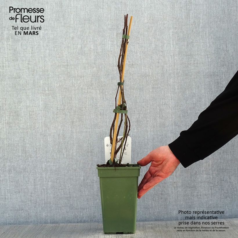 Fico Perretta Gustissimo Vaso da 2L/3L, A cespuglio esemplare consegnato in inverno