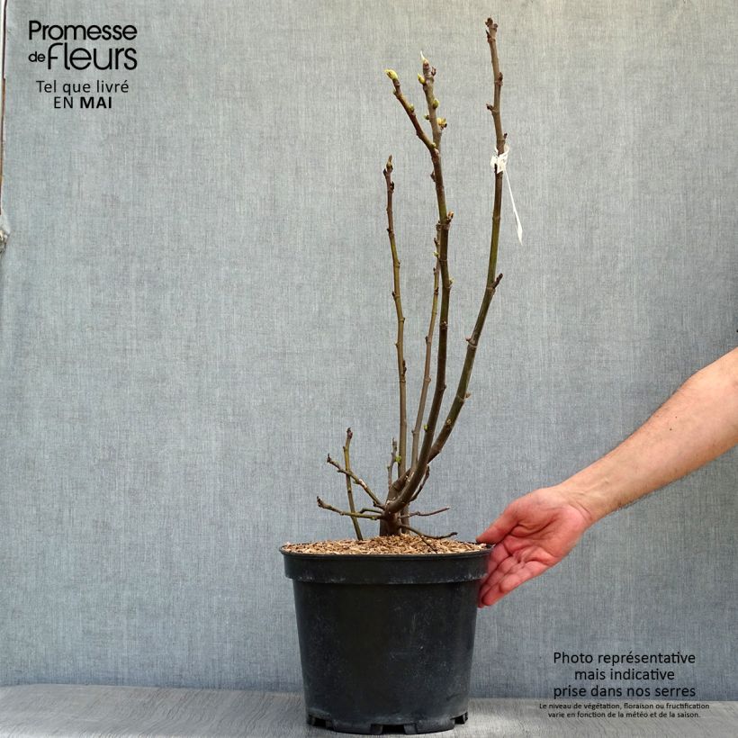 Fico Ice crystal Vaso da 4L/5L, A cespuglio esemplare consegnato in primavera