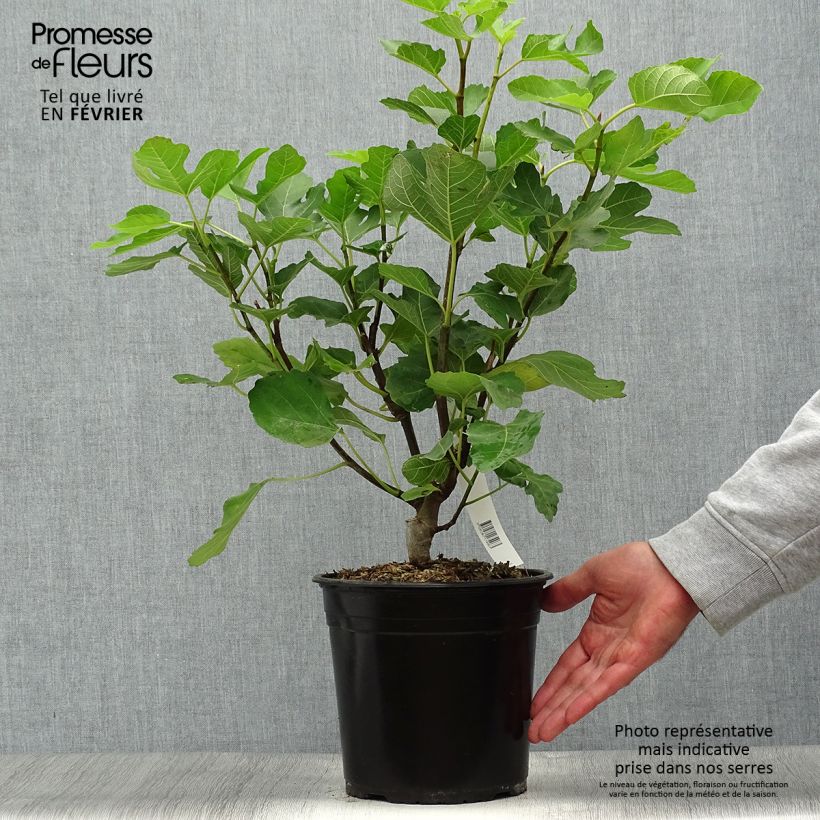 Esemplare di Fico Jannot Vaso da 4L/5L come consegnato in autunno