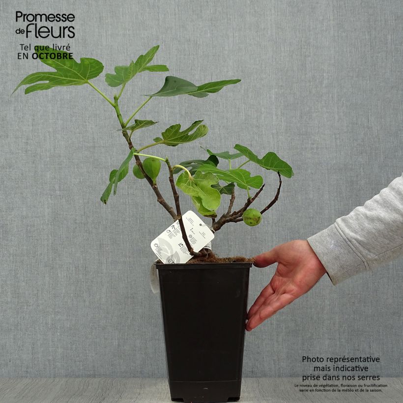Esemplare di Fico Jordan Vaso da 4L/5L, A cespuglio come consegnato in autunno