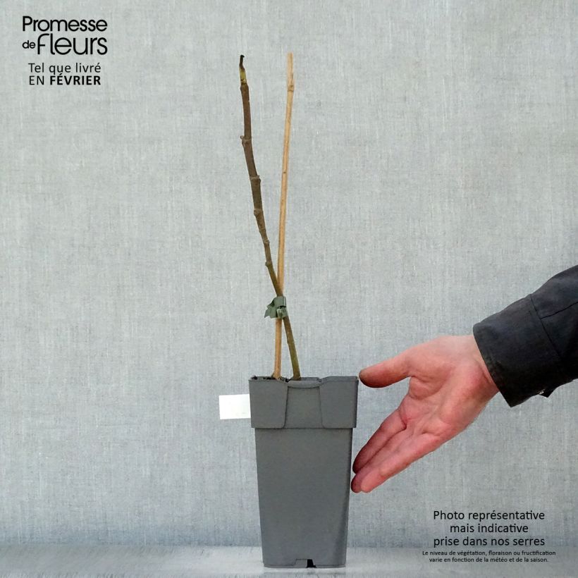 Fico Madeleine des Deux saisons Vaso da 2L/3L, Astone esemplare consegnato in inverno