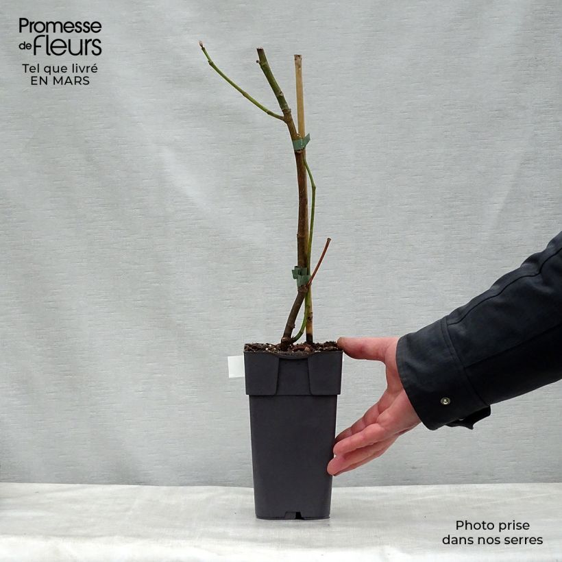 Fico Madeleine des Deux saisons Vaso da 2L/3L, Astone esemplare consegnato in primavera