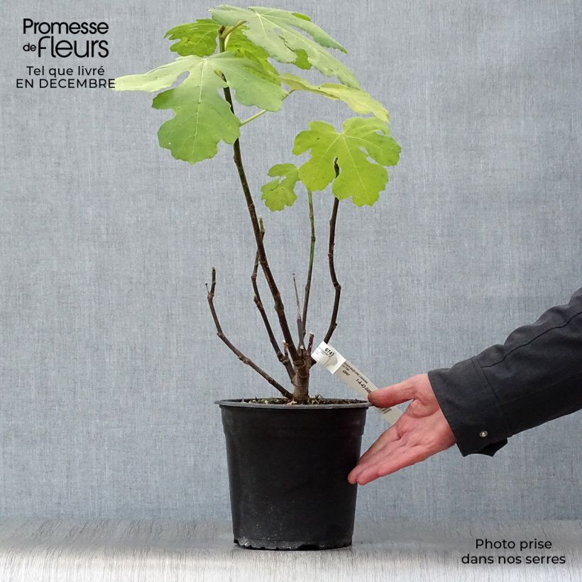 Fico Madeleine des Deux saisons Vaso da 4L/5L, A cespuglio esemplare consegnato in inverno