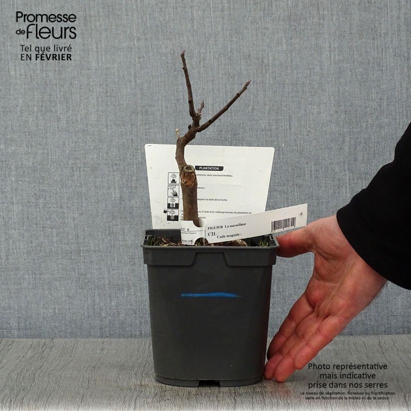 Fico Marseillaise Vaso da 2L/3L esemplare consegnato in inverno