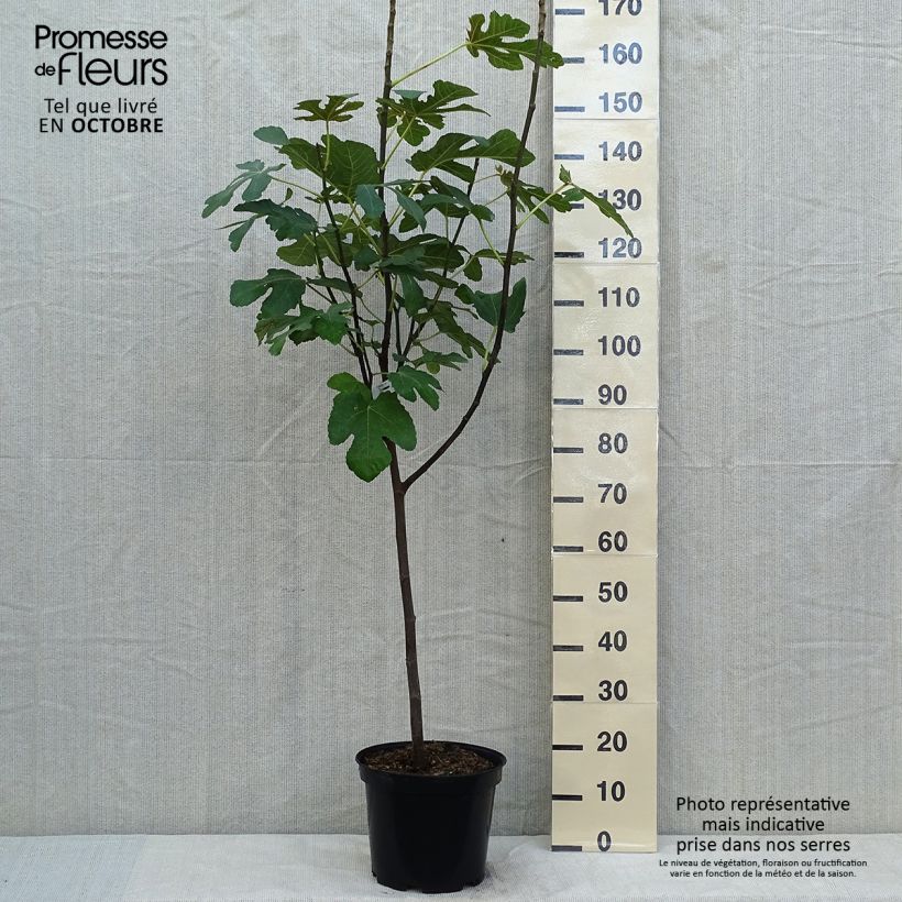 Esemplare di Fico variegato Panascè Vaso da 7,5L/10L, Vaso impalcato basso come consegnato in autunno