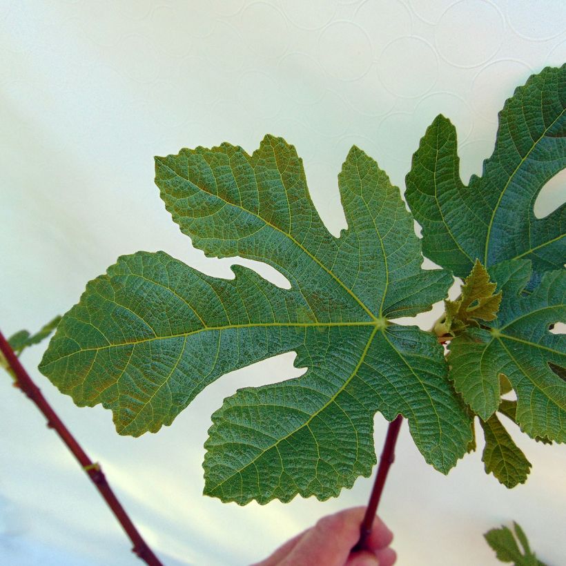 Fico variegato Panascè (Fogliame)
