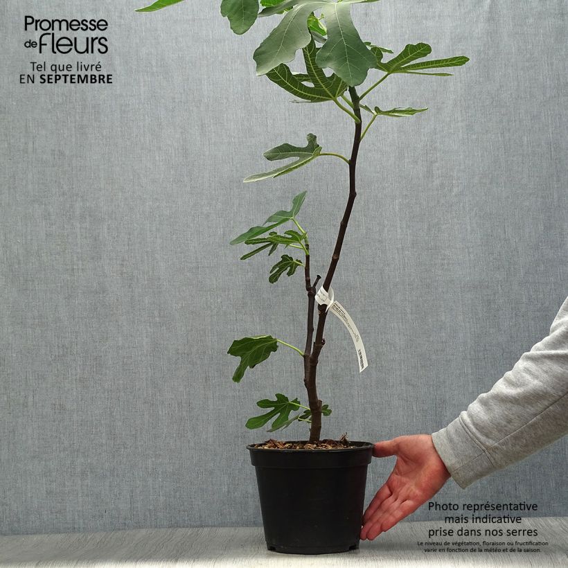 Esemplare di Fico variegato Panascè Vaso da 4L/5L, A cespuglio come consegnato in autunno
