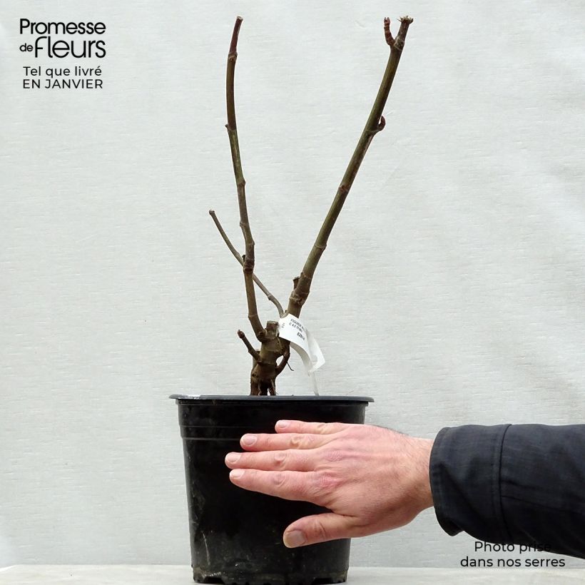 Fico Violette Dauphine (cespuglio) Vaso da 2L/3L, A cespuglio esemplare consegnato in inverno