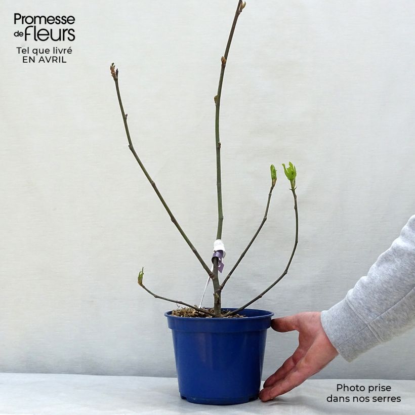 Fico Figality 'Majoam' Vaso da 2L/3L, A cespuglio esemplare consegnato in primavera