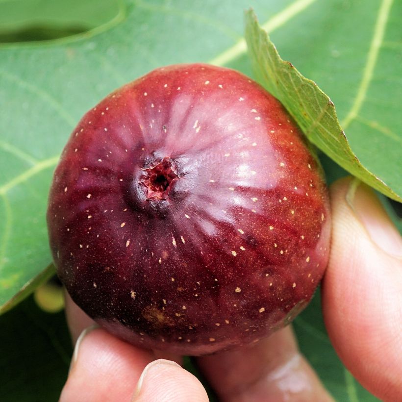 Fico Violette Dauphine (Raccolta)