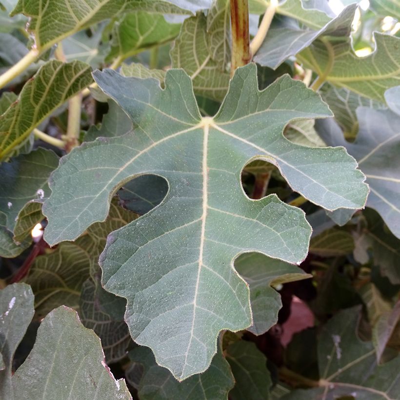 Fico Violette Dauphine (cespuglio) (Fogliame)