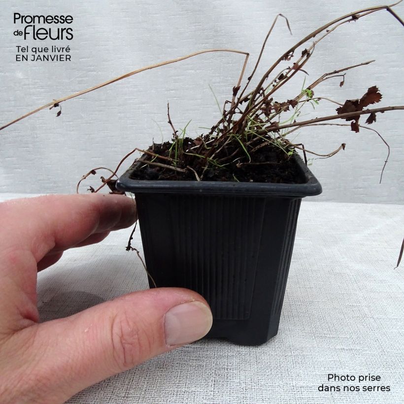 Filipendula Kahome - Olmaria Vasetto da 8/9 cm esemplare consegnato in inverno