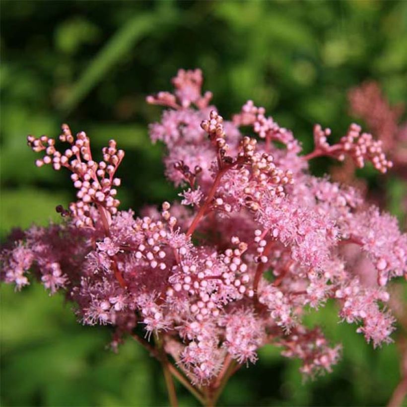Filipendula palmata Nana (Fioritura)