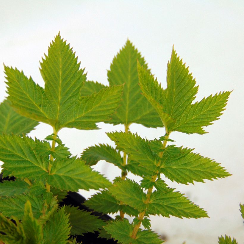 Filipendula palmata Nana (Fogliame)