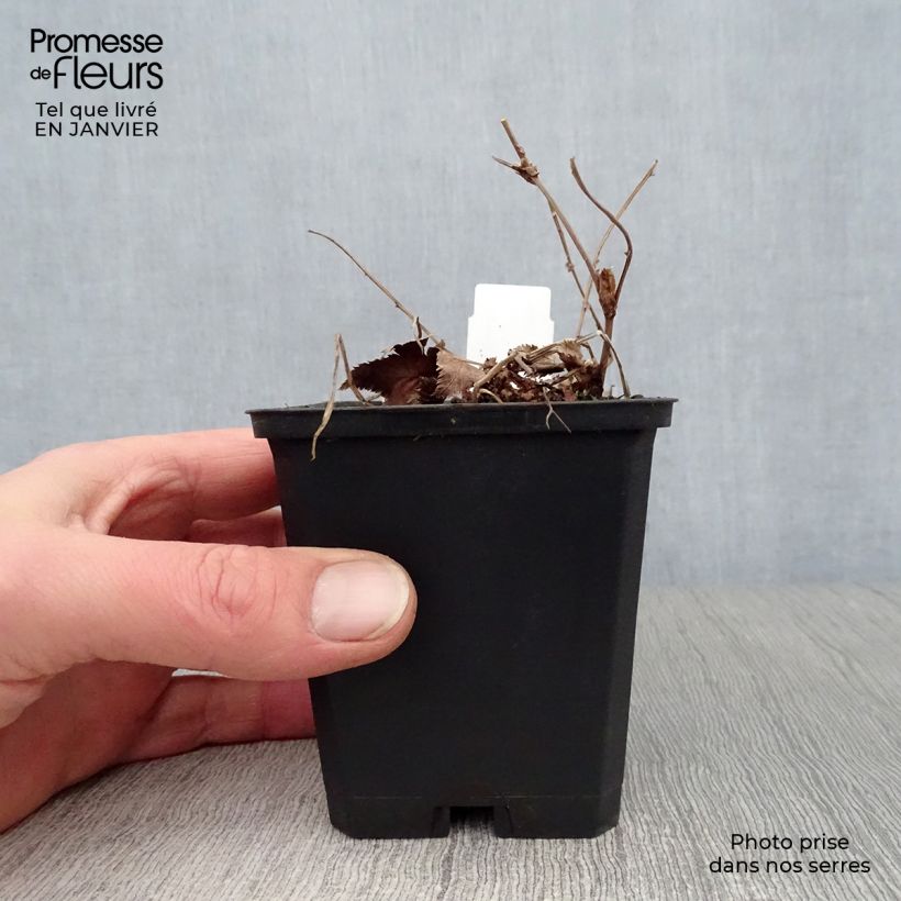 Filipendula palmata Nana Vasetto da 8/9 cm esemplare consegnato in inverno