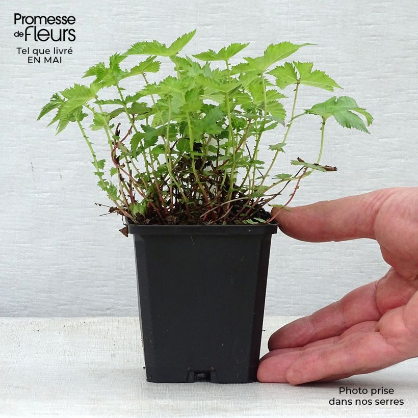 Filipendula palmata Nana Vasetto da 8/9 cm esemplare consegnato in primavera