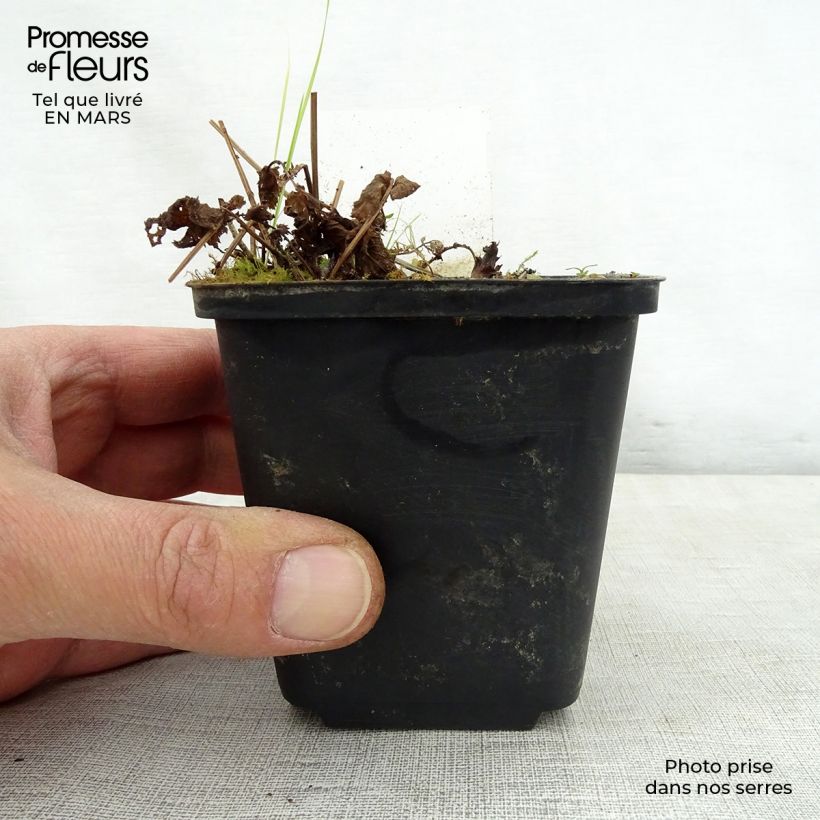 Filipendula purpurea Alba Vasetto da 8/9 cm esemplare consegnato in primavera