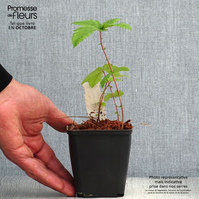 Esemplare di Filipendula purpurea Alba Vasetto da 8/9 cm come consegnato in autunno