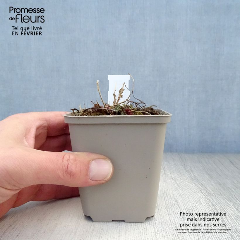 Filipendula purpurea Elegans Vasetto da 8/9 cm esemplare consegnato in inverno