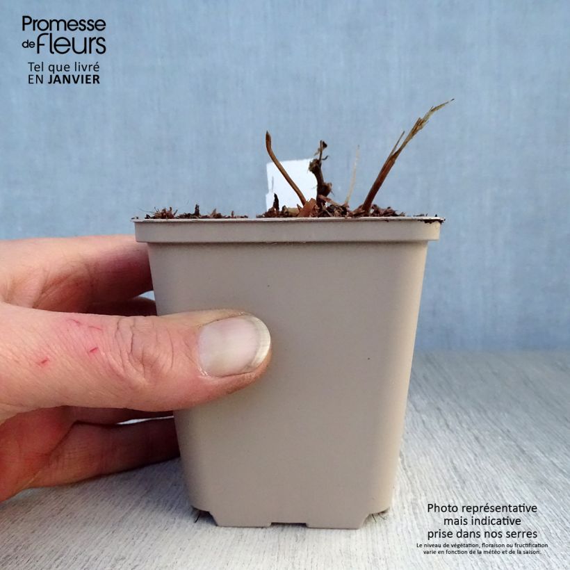 Filipendula purpurea Vasetto da 8/9 cm esemplare consegnato in inverno