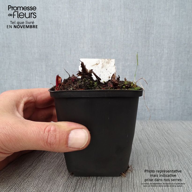 Esemplare di Filipendula rubra Venusta Vasetto da 8/9 cm come consegnato in autunno