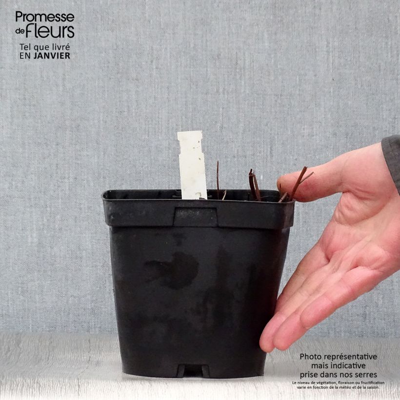 Filipendula rubra Venusta Vaso da 2L/3L esemplare consegnato in inverno