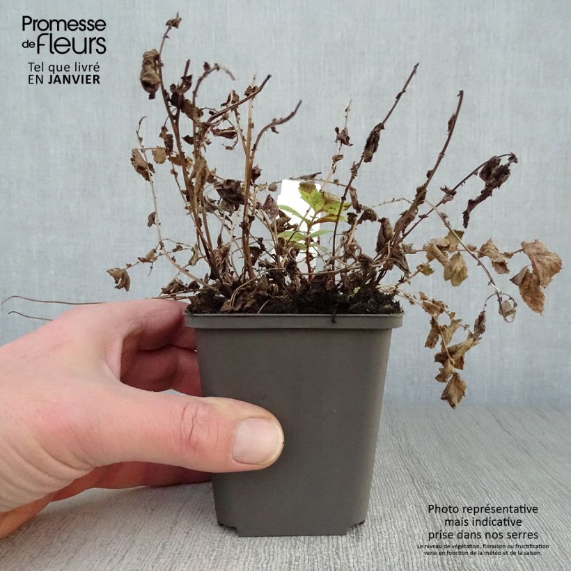 Filipendula ulmaria Aurea Vasetto da 8/9 cm esemplare consegnato in inverno