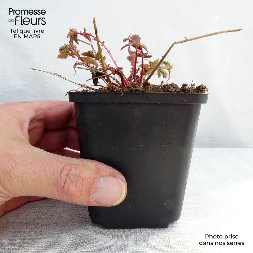 Filipendula ulmaria - Olmaria comune Vasetto da 8/9 cm esemplare consegnato in primavera