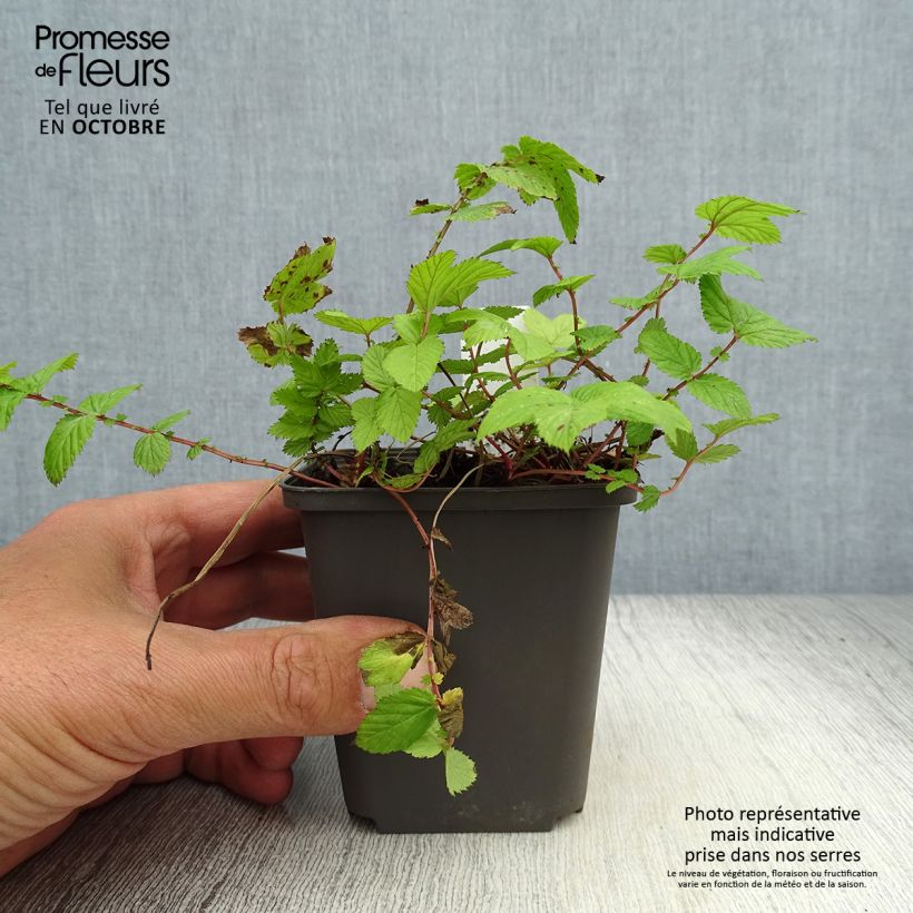 Esemplare di Filipendula ulmaria Rosea Vasetto da 8/9 cm come consegnato in autunno