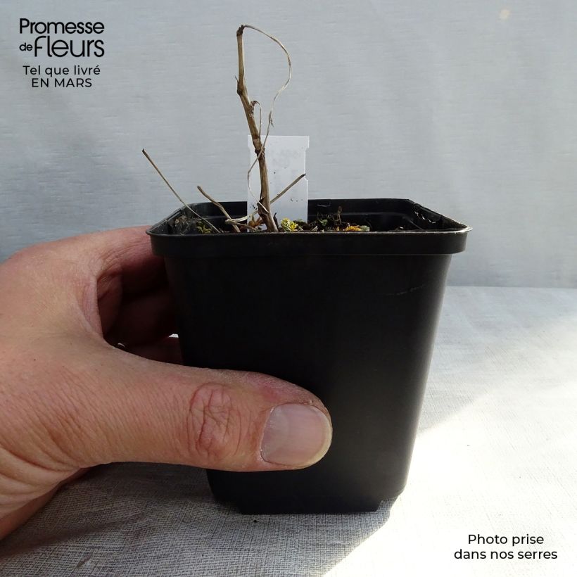 Filipendula ulmaria Variegata Vasetto da 8/9 cm esemplare consegnato in inverno