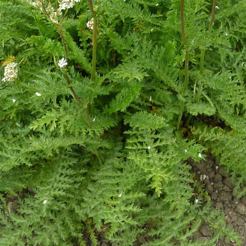 Filipendula vulgaris - Olmaria peperina (Fogliame)