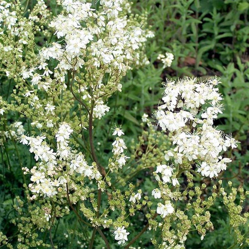 Filipendula vulgaris - Olmaria peperina (Fioritura)