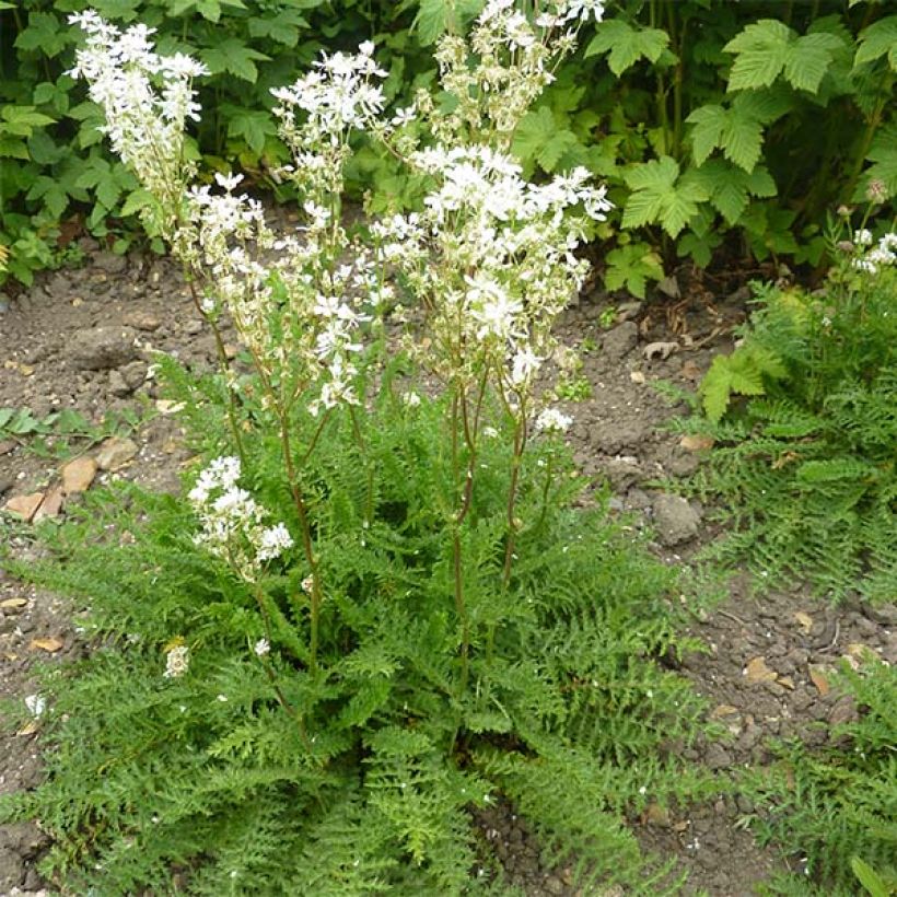 Filipendula vulgaris - Olmaria peperina (Porto)