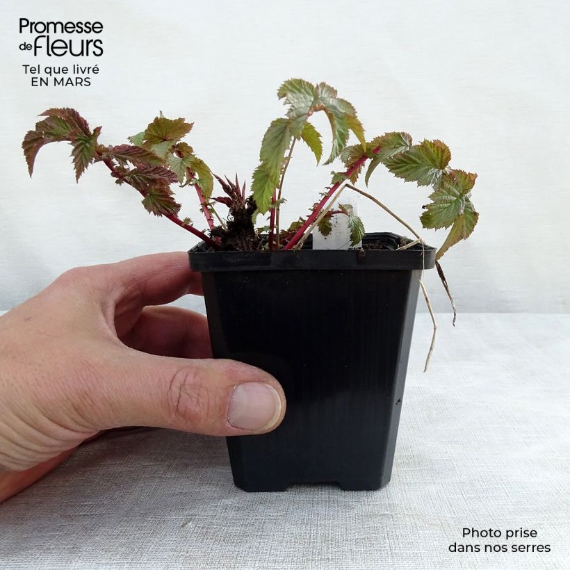 Filipendula vulgaris - Olmaria peperina Vasetto da 8/9 cm esemplare consegnato in primavera