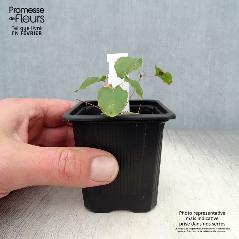 Epimedium Amber Queen Vasetto da 8/9 cm esemplare consegnato in inverno