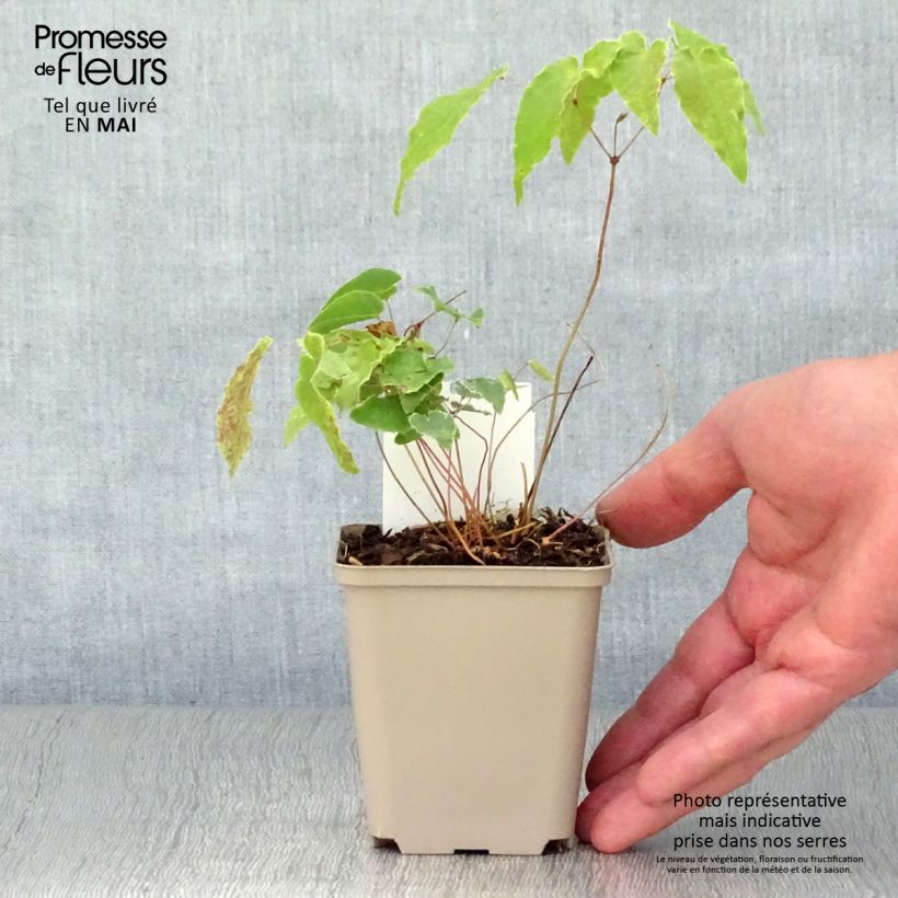 Epimedium Amber Queen Vasetto da 8/9 cm esemplare consegnato in primavera