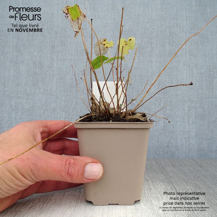 Esemplare di Epimedium Amber Queen Vasetto da 8/9 cm come consegnato in autunno