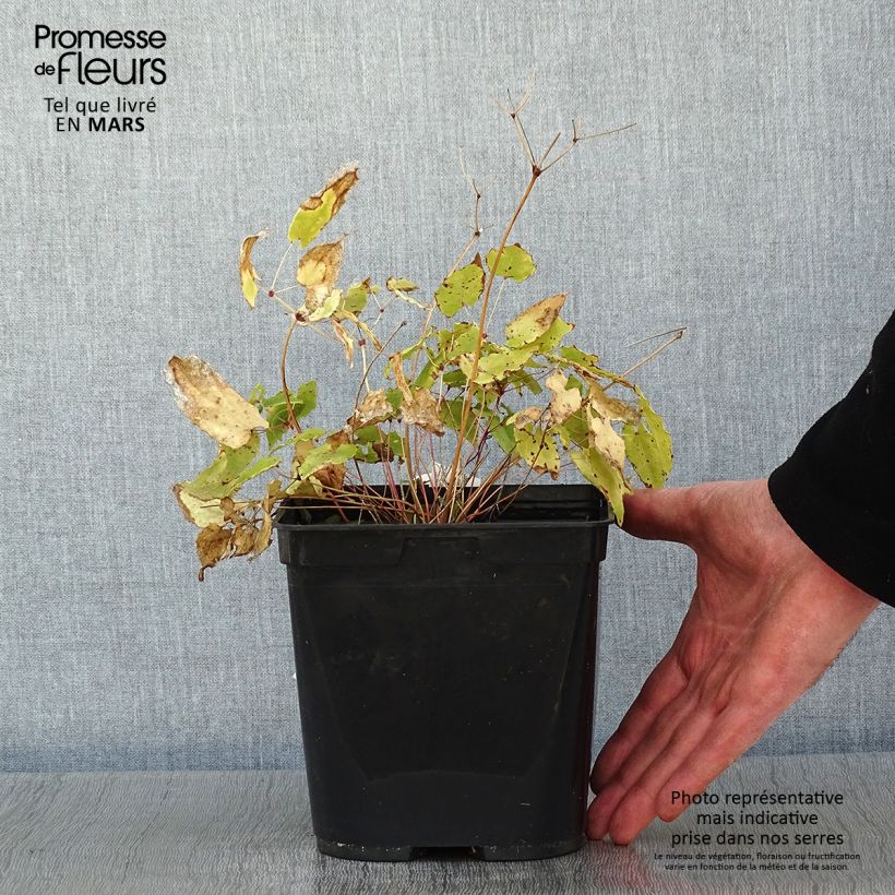 Epimedium Amber Queen Vaso da 3L/4L esemplare consegnato in inverno