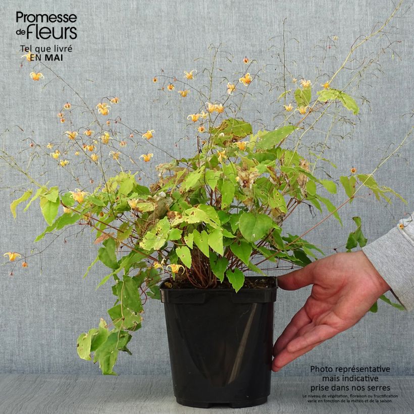 Epimedium Amber Queen Vaso da 3L/4L esemplare consegnato in primavera