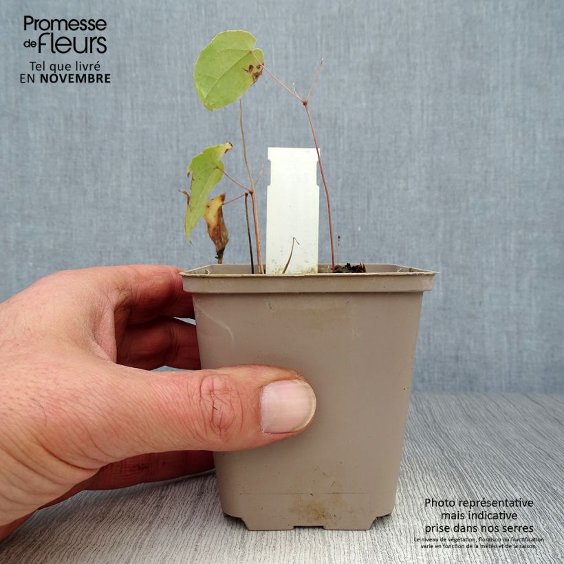 Esemplare di Epimedium Domino Vasetto da 8/9 cm come consegnato in autunno