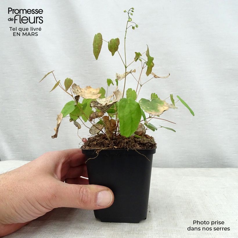 Epimedium Flower Of Sulphur Vasetto da 8/9 cm esemplare consegnato in primavera