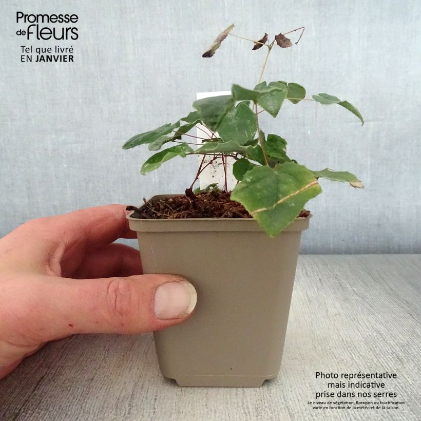 Epimedium Flower Of Sulphur Vasetto da 8/9 cm esemplare consegnato in inverno