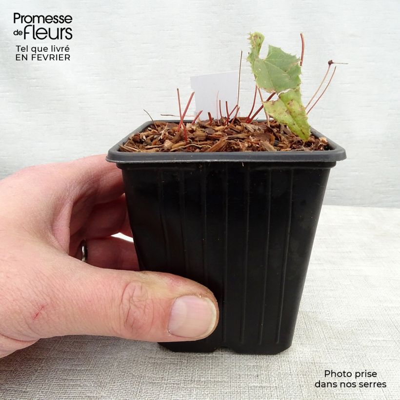 Epimedium Sphinx Twinkler Vasetto da 8/9 cm esemplare consegnato in inverno