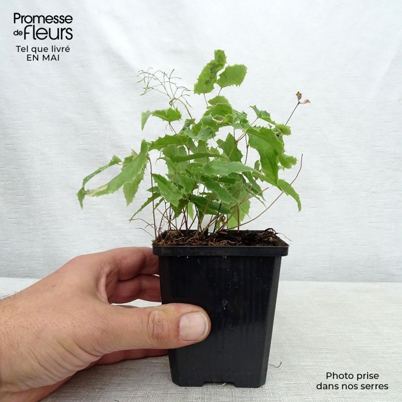 Epimedium Sphinx Twinkler Vasetto da 8/9 cm esemplare consegnato in primavera